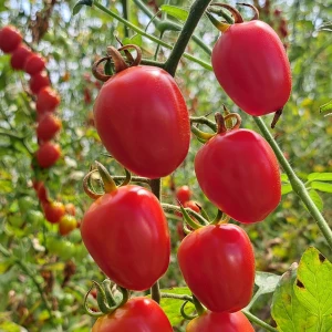 TOMATOBERRY OPERA